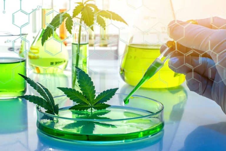 Cannabis Medicine for Cancer